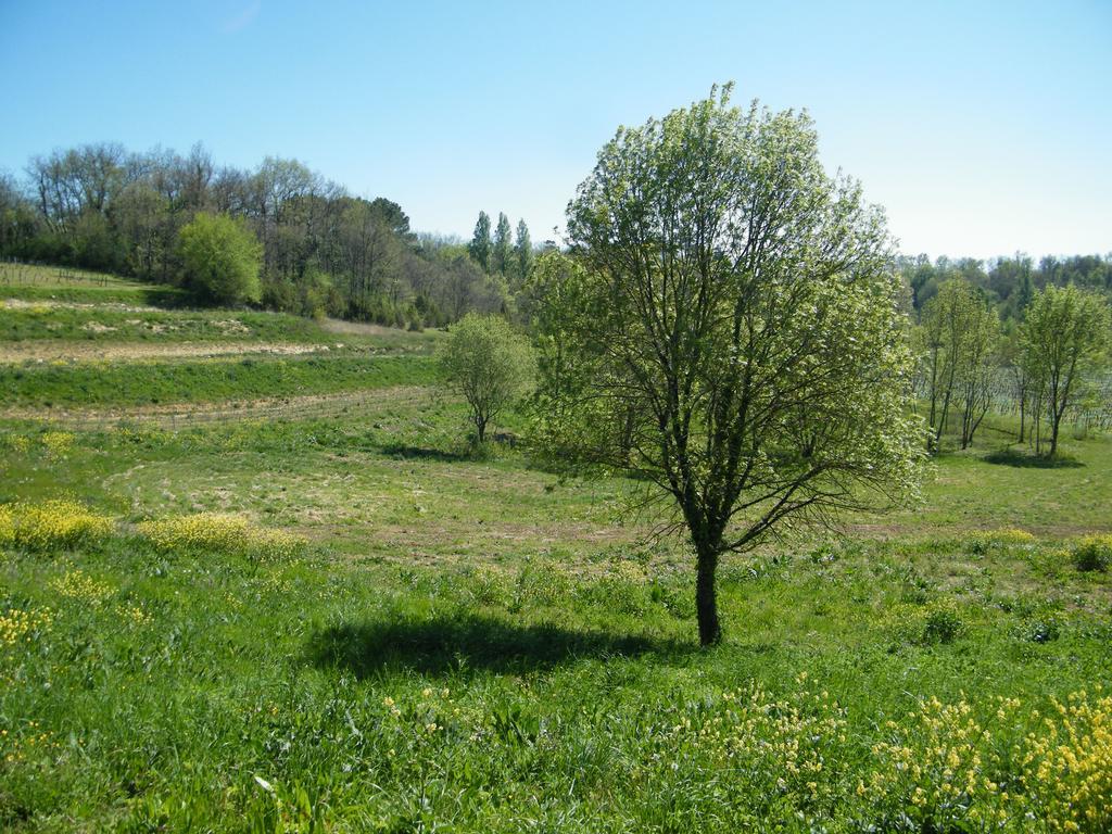 Clos Vieux Rochers Vineyard Puisseguin Kültér fotó
